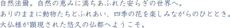 自然法爾。自然の恵みに満ちあふれた安らぎの世界へ。四季の花を楽しみながら散策。大仏様が顕現された悠久の仏都へようこそ。